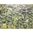 Greenscapes 12 ft. L X 6 ft. W 1 pk Trellis Netting