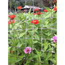 Greenscapes 12 ft. L X 6 ft. W 1 pk Trellis Netting