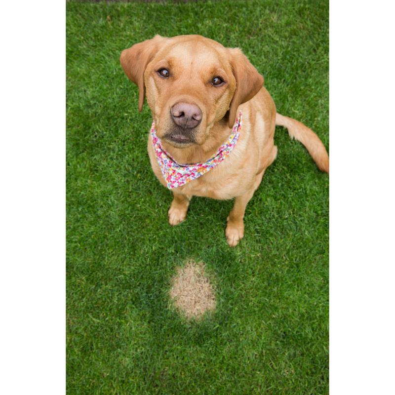 Turf Titan K9 Correcter Soil Amendment 6000 sq ft 32 fl. oz.