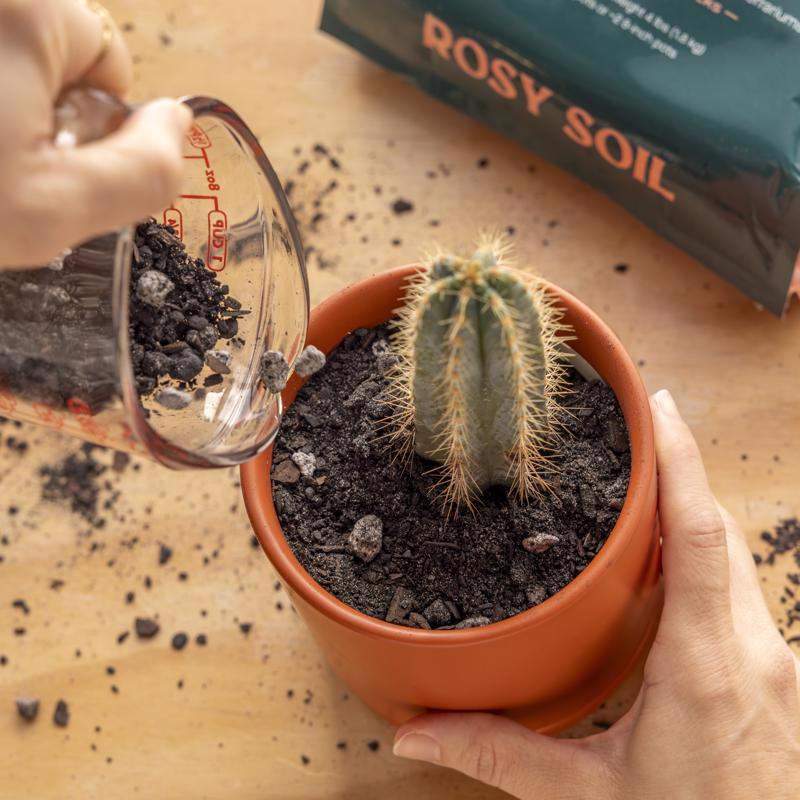Rosy Soil Organic Cacti and Succulent Soil 4 qt