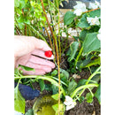 Rain Bird Spot Drip Irrigation Emitter 2 gph 1 pk