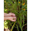 Rain Bird 1/4 in. Barbed Drip Irrigation Tee 1 pk