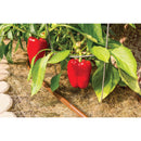 Rain Bird Polyethylene Drip Irrigation Emitter Tubing 1/2 in. D X 250 ft. L