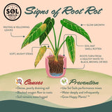 Sol Soils Flower and Plant Leca Balls 2 qt