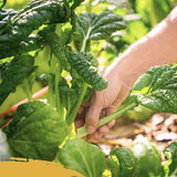 Kellogg Organic All Purpose Garden Soil 1.5 cu ft