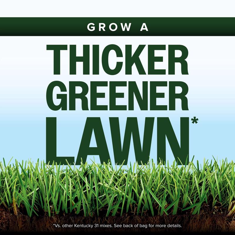 Scotts Kentucky 31 Full Sun/Light Shade Grass Seed Mix