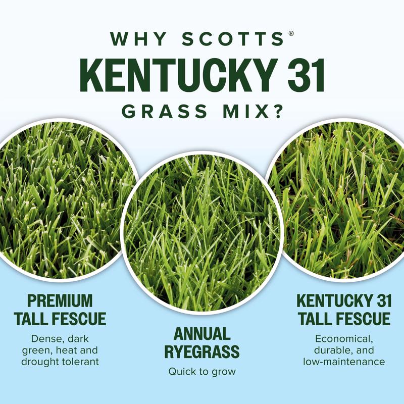 Scotts Kentucky 31 Full Sun Grass Seed Mix 40 lb