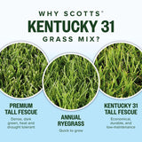 Scotts Kentucky 31 Full Sun Grass Seed Mix 40 lb