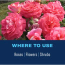 BioAdvanced Insect Killer Liquid 24 oz