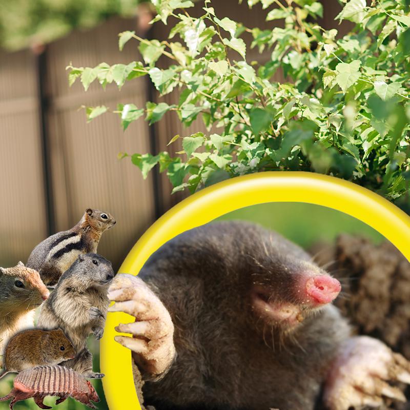 Bonide MoleMax Animal Repellent Stake For Gophers and Moles