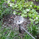 Raindrip Full-Circle Drip Irrigation Fan Spray Bubbler 24 gph 1 pk