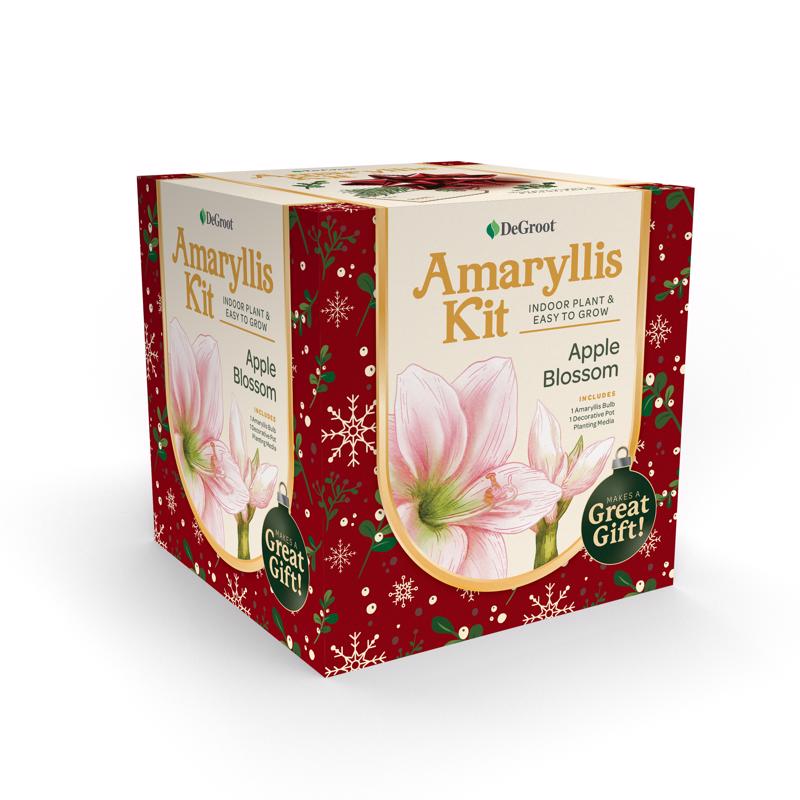 AMARYLLIS GIFTBOX ASST