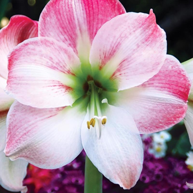 DeGroot Amaryllis Gift Box Bulb Kit 1 pk