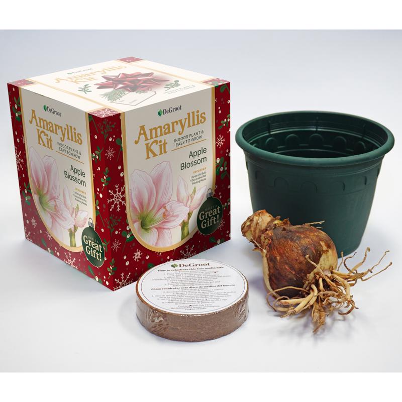 DeGroot Amaryllis Gift Box Bulb Kit 1 pk