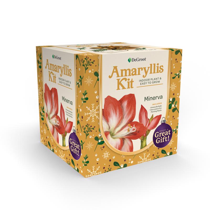 DeGroot Amaryllis Gift Box Bulb Kit 1 pk