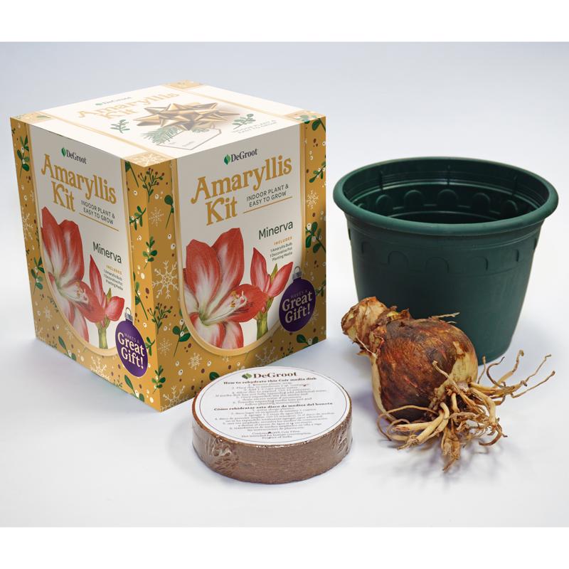 DeGroot Amaryllis Gift Box Bulb Kit 1 pk