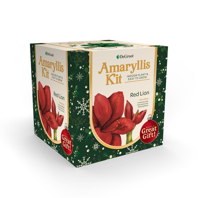 DeGroot Amaryllis Gift Box Bulb Kit 1 pk