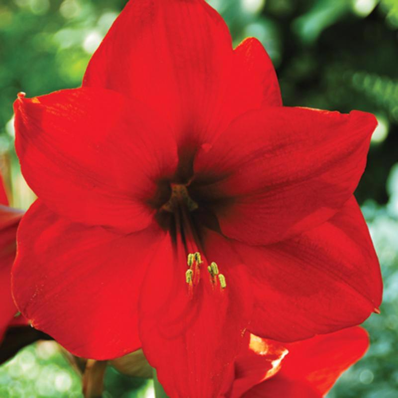 DeGroot Amaryllis Gift Box Bulb Kit 1 pk