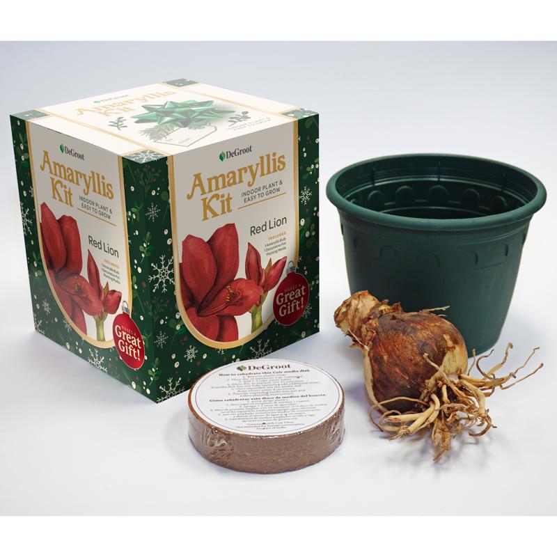 DeGroot Amaryllis Gift Box Bulb Kit 1 pk