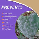 Bonide Tomato & Vegetable 3 in 1 Organic 3 in 1 Garden Insect Spray Liquid 32 oz