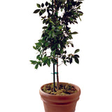 Bond 6 ft. H X 0.6 in. W Green Steel Plant Stake