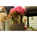 Miracle-Gro Powder Acid-Loving Plants of Azalea, Camellia, Rhododendron Plant Food 5 lb