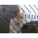 Big H Products Spider Trap 3.2 oz