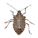 BUGG BUGGSLAYER Stink Bug Killer Liquid Concentrate 16 oz