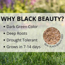 Jonathan Green Black Beauty Ultra All Grasses Sun or Shade Grass Seed 3 lb