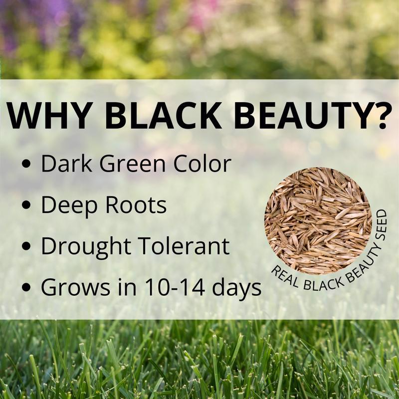 Jonathan Green Black Beauty Shady Nooks Mixed Full Shade Grass Seed 7 lb