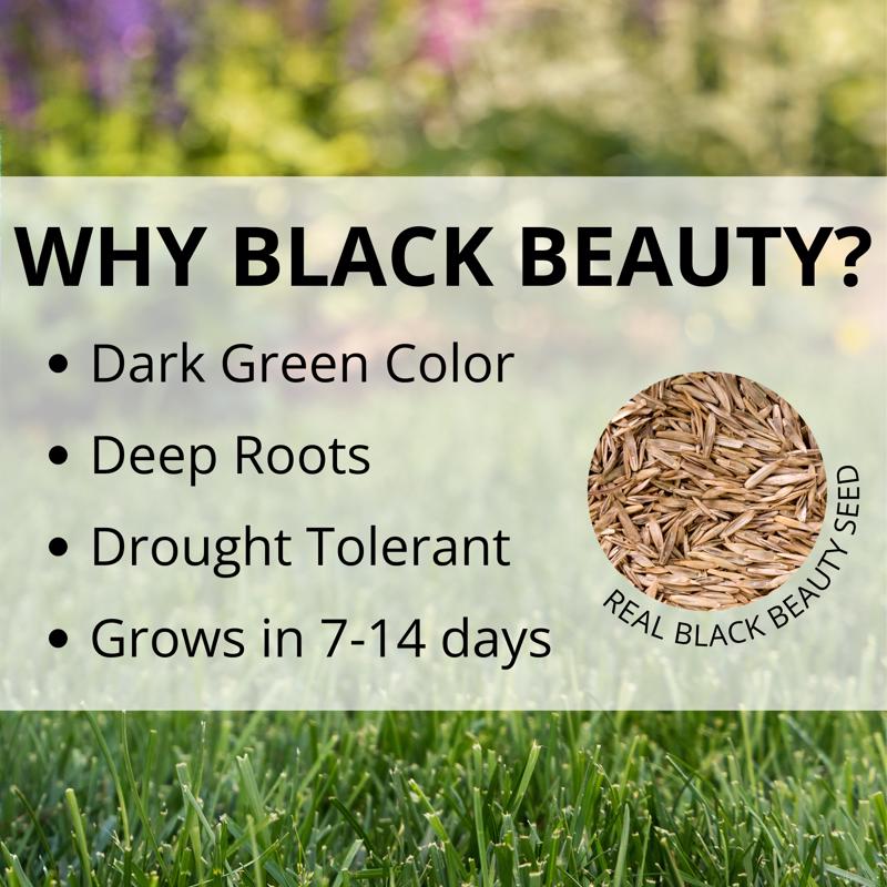Jonathan Green Black Beauty Sun and Shade Mixed Partial Shade/Sun Grass Seed 25 lb