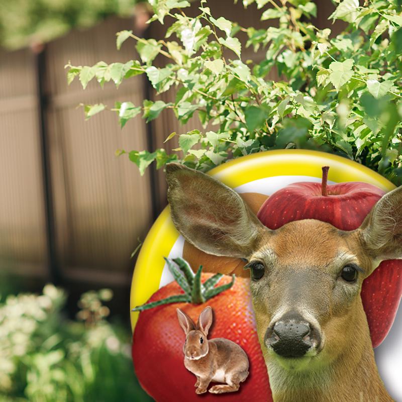 Bonide Go Away Animal Repellent Liquid For Deer and Rabbits 32 oz