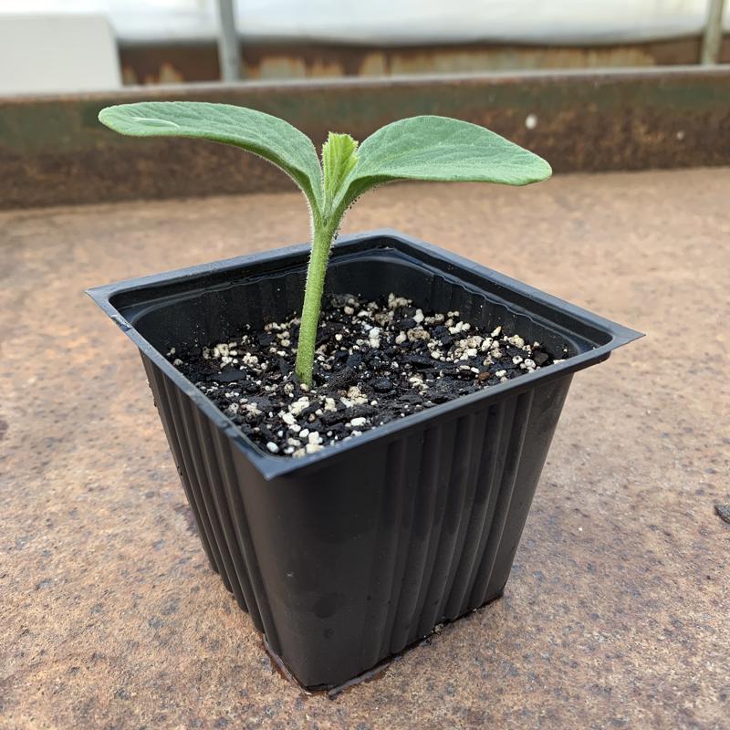 Ferry-Morse 18 Cells 11 in. W X 22 in. L Seed Starting Kit 1 pk