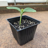 Ferry-Morse 18 Cells 11 in. W X 22 in. L Seed Starting Kit 1 pk