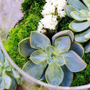 Mosser Lee Soil Cover Dark Green Reindeer Moss 3 oz