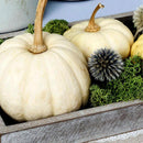 Mosser Lee Soil Cover Dark Green Reindeer Moss 3 oz