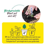 Jiffy 1 Cells 4 in. H X 4 in. W Seed Starting Peat Pot 6 pk