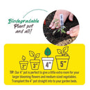 Jiffy 1 Cells 4 in. H X 4 in. W Seed Starting Peat Pot 6 pk