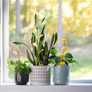 Safer Brand Houseplant Sticky Stakes 16 pk