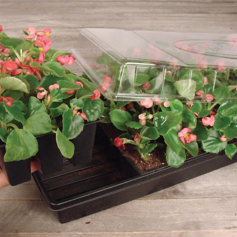 Jiffy Greenhouse 72 Cells 11 in. W X 22 in. L Seed Starting Kit 1 pk
