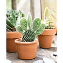 Deroma 2.4 in. H X 2.8 in. D Clay Standard Planter Terracotta