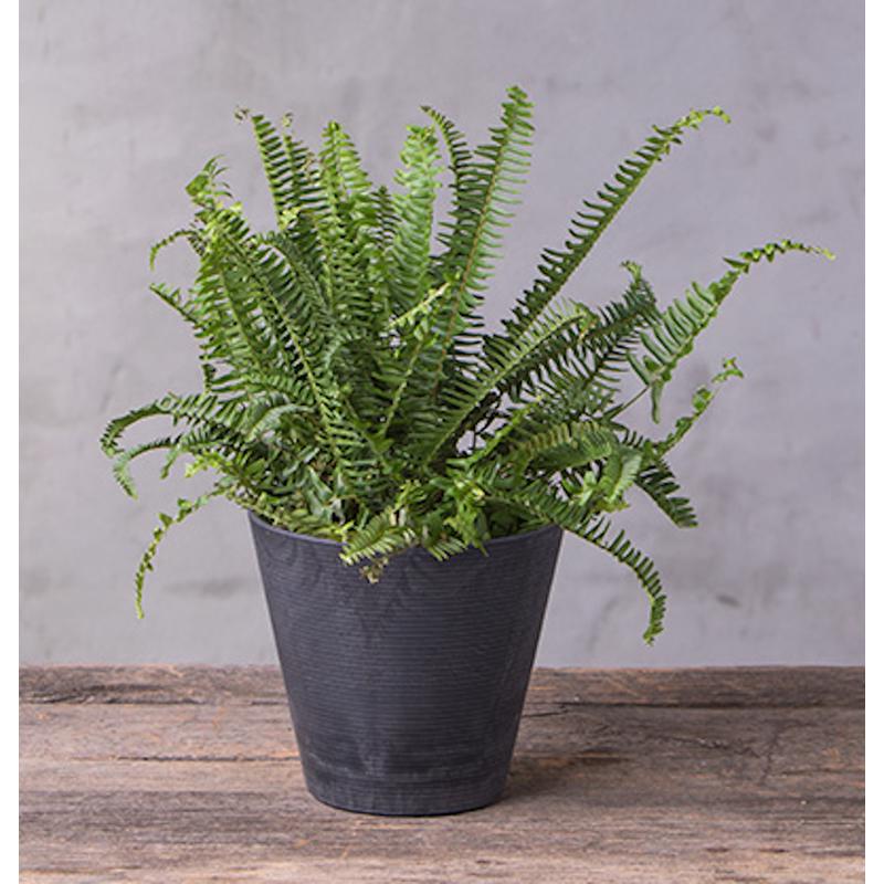 Novelty Artstone 7.7 in. H X 8.4 in. W X 8.4 in. D X 8.4 in. D Resin Cali Planter Black