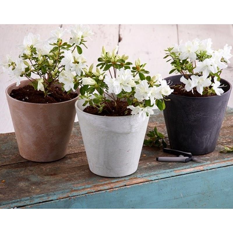 Novelty Artstone 7.7 in. H X 8.4 in. W X 8.4 in. D X 8.4 in. D Resin Cali Planter Black