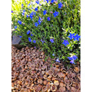 Hazel Shell Mulch Natural Mulch 1.5 cu ft