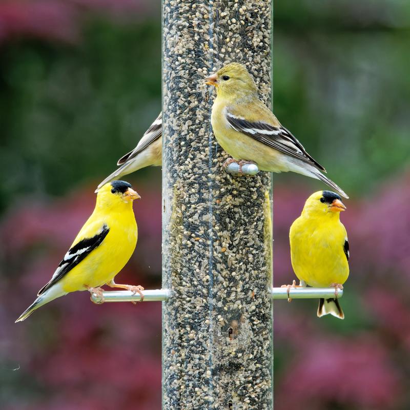 Songbird Selections Wild Finch Feast Wild Bird Seed Wild Bird Food 5 lb