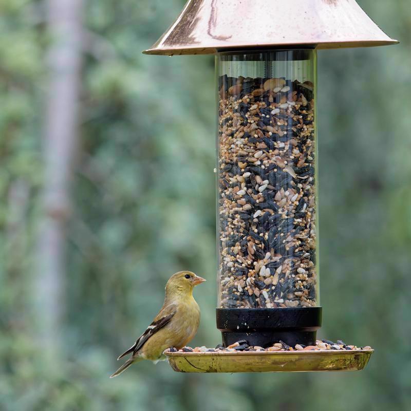 Songbird Selections Wild Bird Seed Wild Bird Food 10 lb