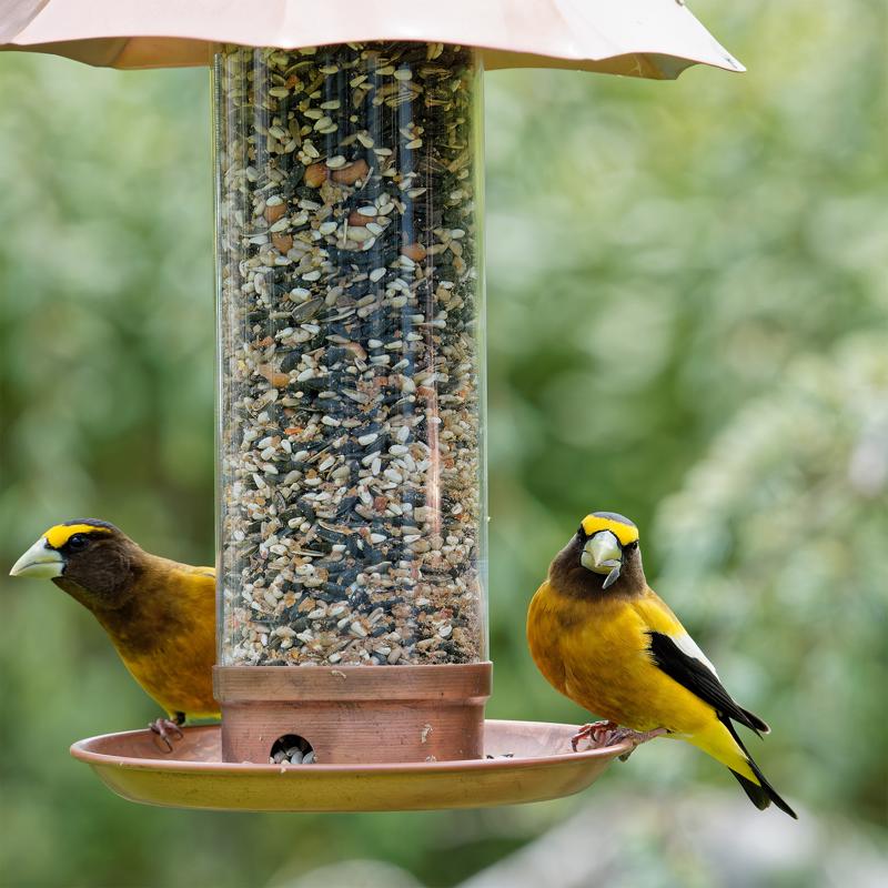 Songbird Selections Berry Burst with Mixed Nuts Wild Bird Seed Wild Bird Food 5 lb