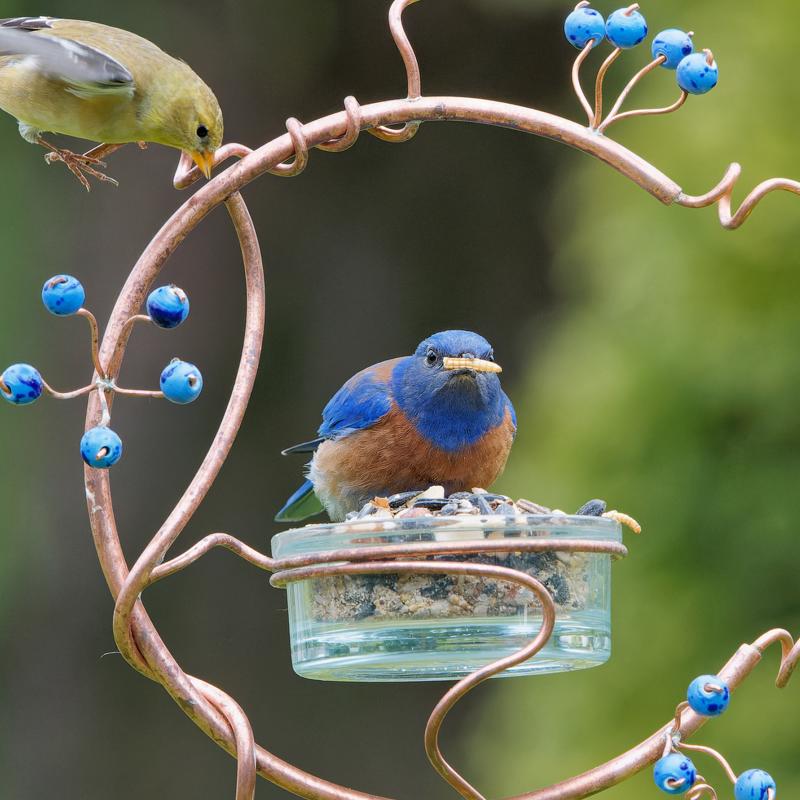 Songbird Selections Premium Protein with Mealworms Wild Bird Seed Wild Bird Food 5 lb