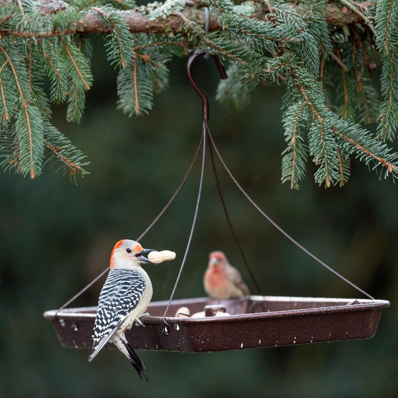 More Birds Wild Bird 6 lb Steel 3-in-1 Platform Bird Feeder 1 ports