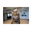 Multipet Lamb Chop White Plush Cat Toy 4 in. 1 pk